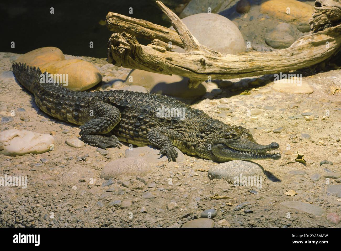 Coccodrillo adagiato su un terreno sabbioso accanto a un pezzo di legno in un ambiente naturale, coccodrillo australiano, (Crocodylus johnstoni) Zoo di Basilea, Baselstadt, Foto Stock