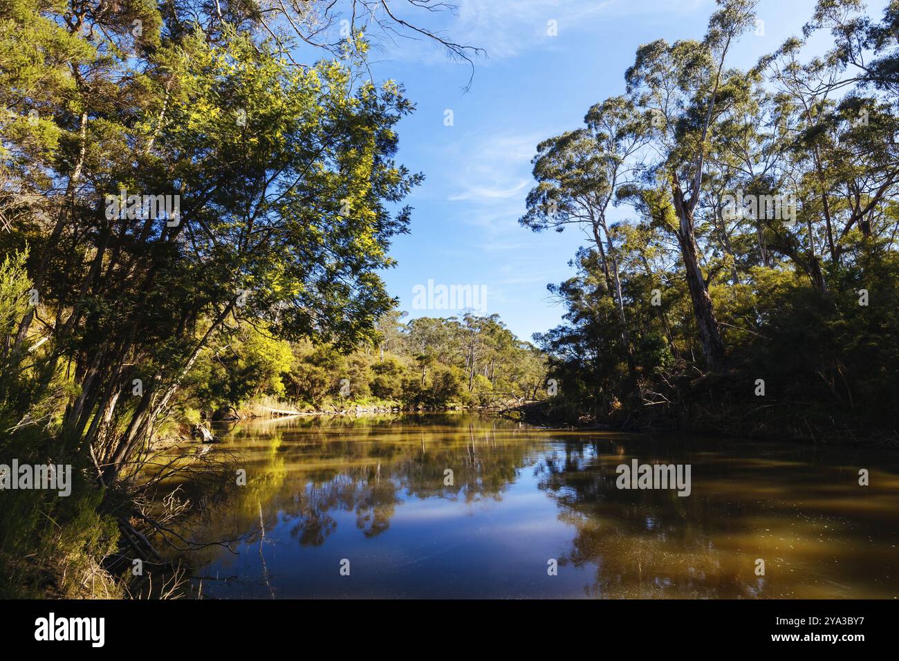 Blue Tongue Bend passeggia lungo il fiume Yarra come parte del Warrandyte State Park in una calda giornata invernale a Warrandyte, Victoria, Australia, Oceania Foto Stock