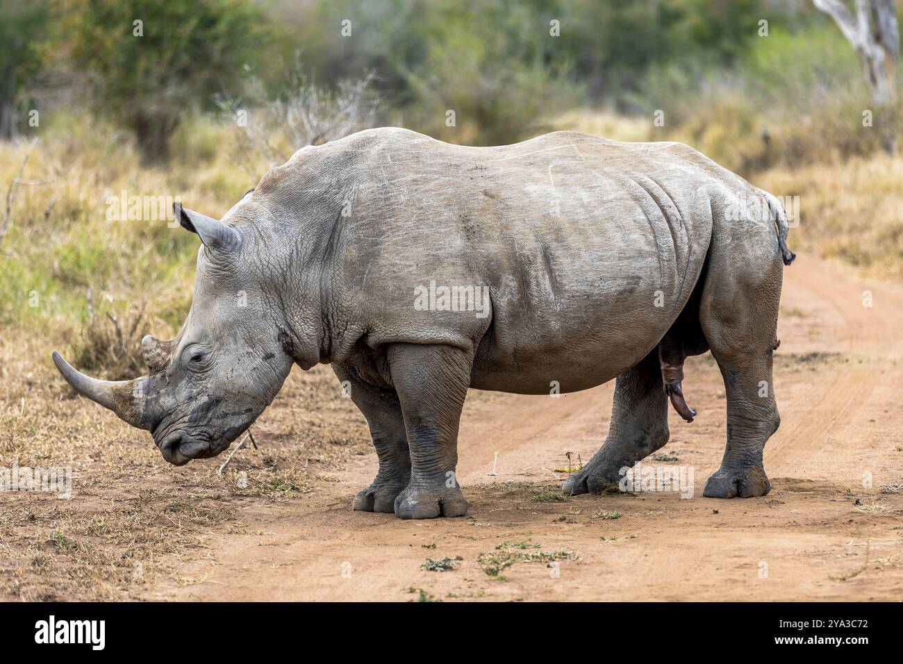 Il rinoceronte bianco o rinoceronte dalle labbra quadrate è la più grande specie di rinoceronte esistente. Sudafrica e Swaziland Foto Stock