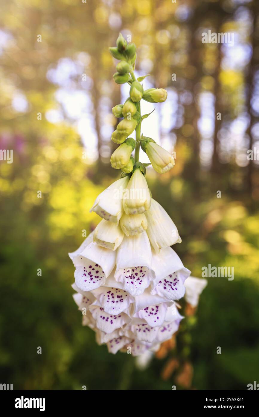 Fiori di guanto di volanto nella foresta, California del Nord Foto Stock