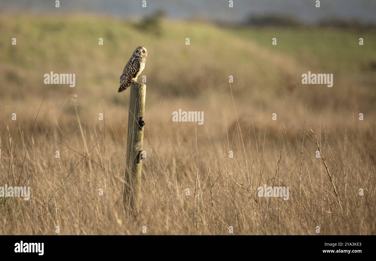 Wild Owl in Nature, Color Image, California settentrionale, USA, Nord America Foto Stock