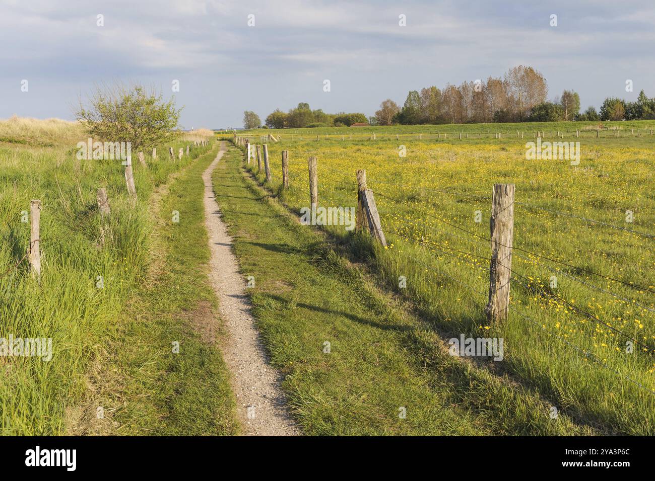 Sentiero escursionistico lungo il prato primaverile con farfalle fiorite e dune vicino a Behrensdorf sul Mar Baltico nello Schleswig-Holstein. Sentieri escursionistici Foto Stock