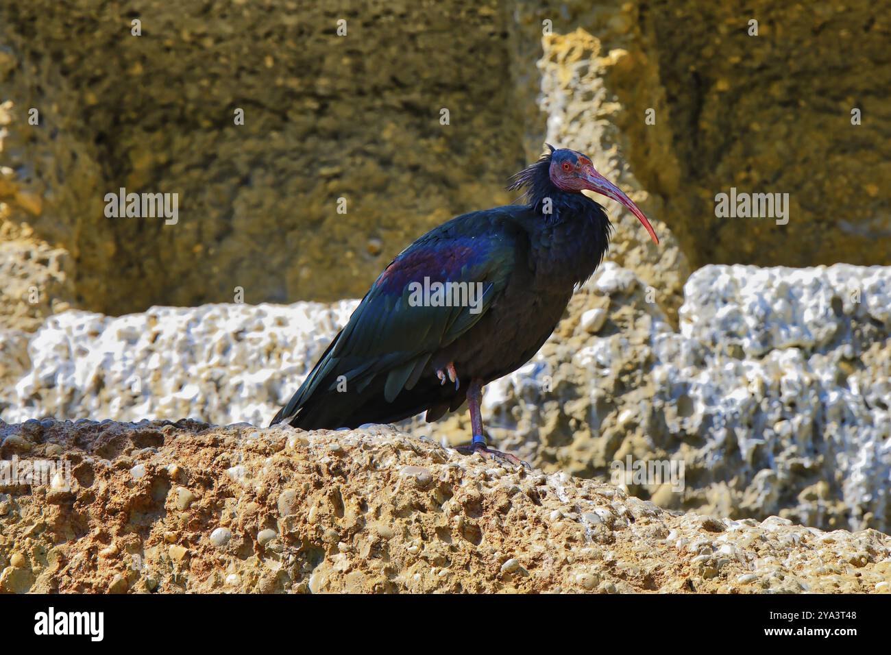 Un Ibis Bald settentrionale con piume colorate sorge su un terreno roccioso in un ambiente naturale, il Northern Bald Ibis (Geronticus eremita), una spiaggia in via di estinzione Foto Stock