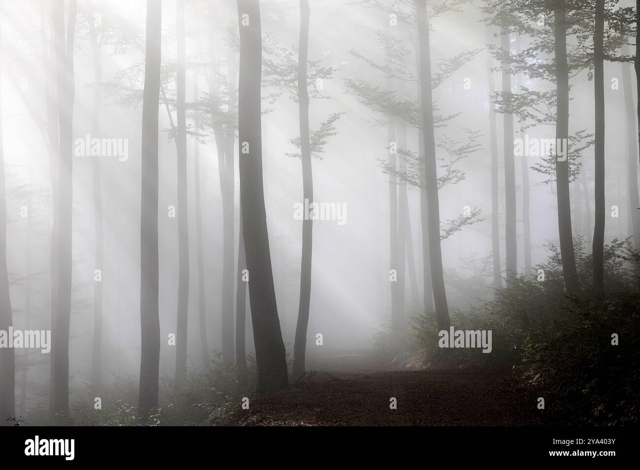 Nebbia mattutina nella splendida foresta con spettacolare luce mattutina, strada di ghiaia nella foresta protetta di kocevski rog nella regione di dolenjska, slovenia Foto Stock