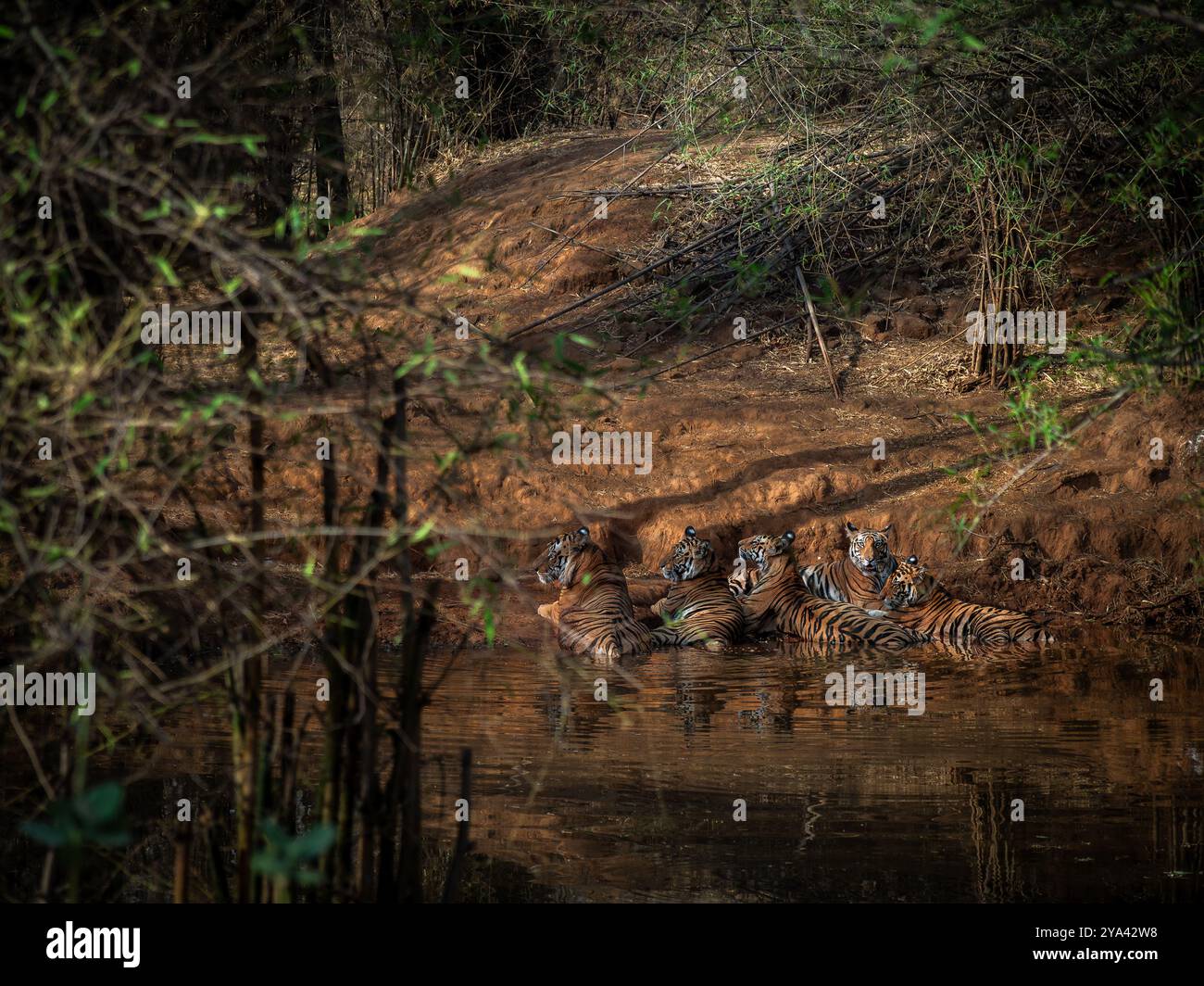 Tigre maschio adulto che riposa in una pozza d'acqua con quattro cuccioli sub-adulti durante i mesi estivi nella zona Khitauli del parco nazionale di Bandhavgarh, Madhya Prades Foto Stock