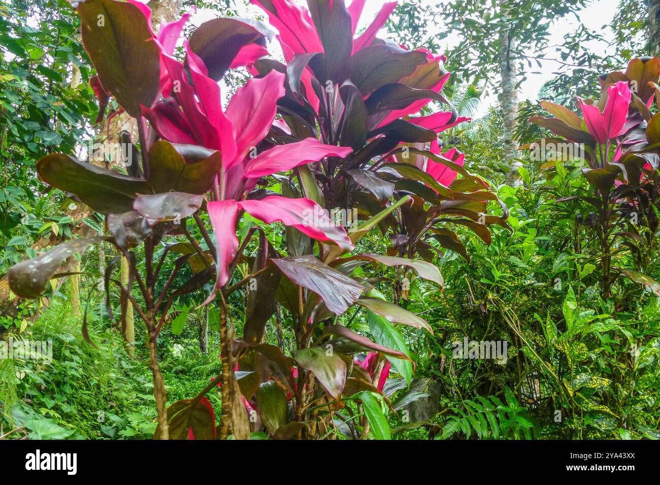 Tipico paesaggio tropicale, natura e cultura sull'isola di Bali, Indonesia Foto Stock