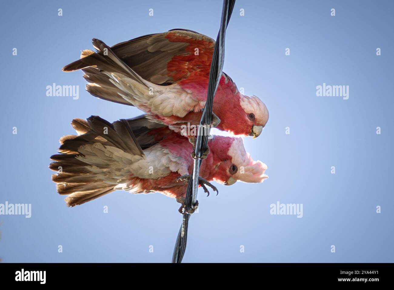 Un paio di Galah appollaiati su una linea elettrica Foto Stock