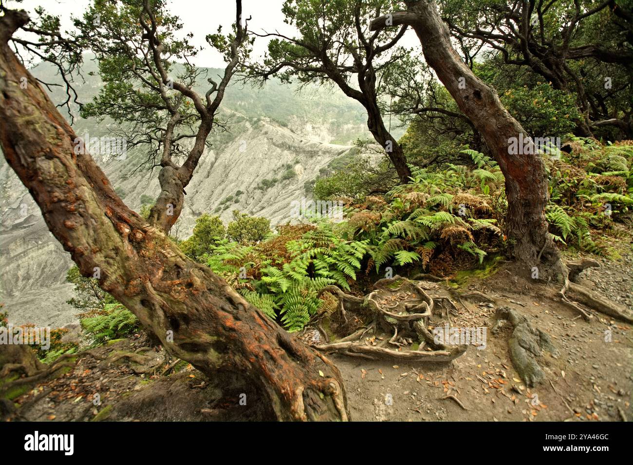 Ferna sotto vecchi alberi di cantigi sul bordo vulcanico del vulcano Perahu del Monte Tangkuban a Lembang, West Bandung, West Java, Indonesia. Foto Stock