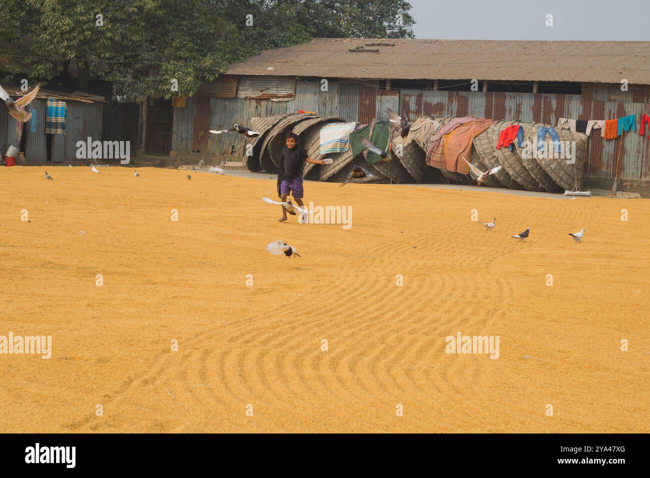 Ashuganj, Brahmanbaria,26 gennaio 2023,lavoratori che lavorano in un piccolo risellino,tradizionale processo di riso essiccazione del grano di risone al sole del Bangladesh. Foto Stock