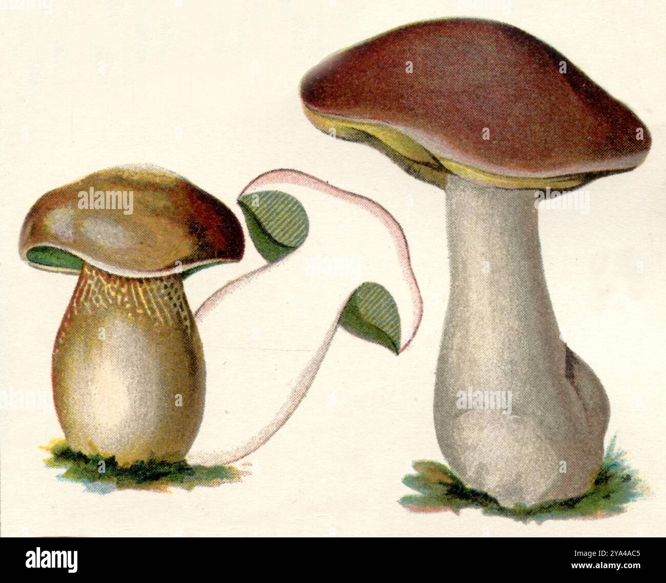 penny bun, cep, porcino o porcini, sulla sinistra due esemplari più giovani, quello posteriore in sezione longitudinale Boletus edulis, (libro di botanica, ca. 1900), Steinpilz, links zwei jüngere Exemplare, das hintere im Längsschnitt Foto Stock