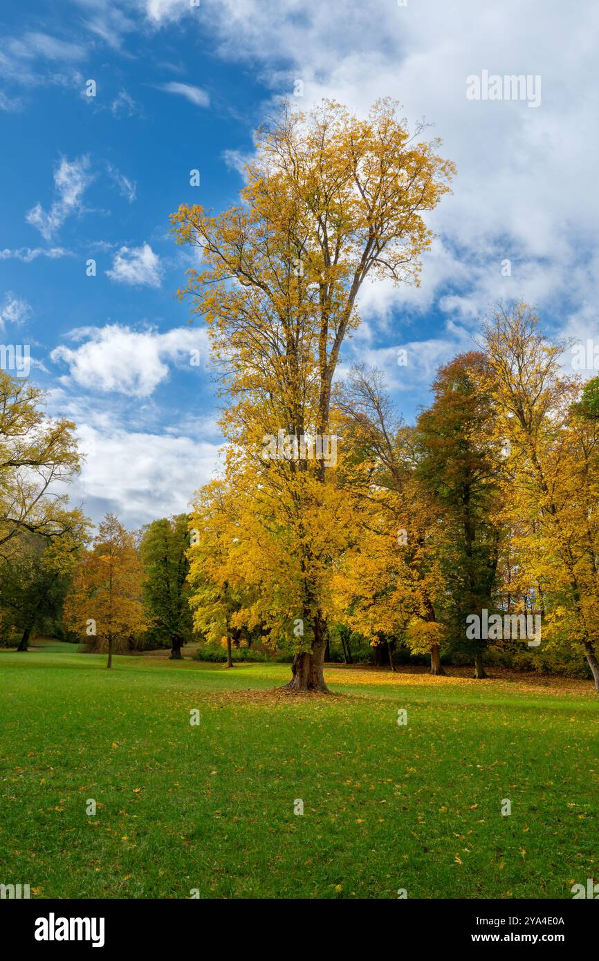 Un albero solitario con foglie autunnali in un parco sotto un cielo blu. Splendido paesaggio autunnale pieno di colori e pace. Foto Stock