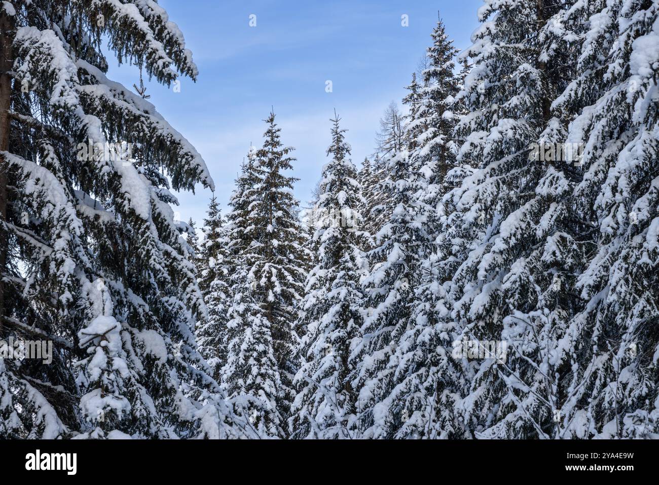Gli abeti innevati nella foresta alpina creano un tranquillo scenario invernale. I rami sono pesanti di neve, e il cielo blu aggiunge alla serenità di Foto Stock