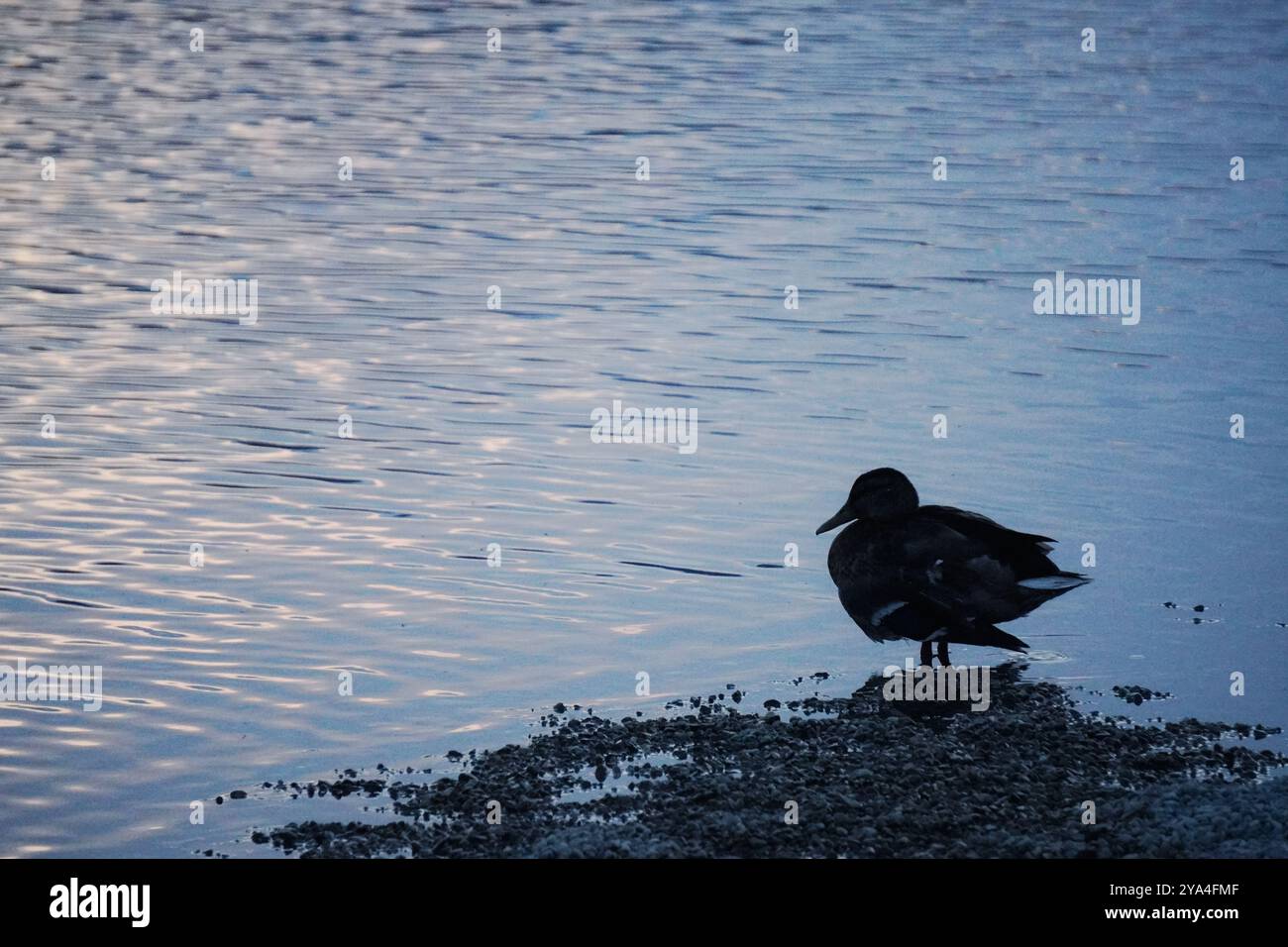 Un'anatra riposa accanto a un lago calmo al crepuscolo, catturando un'atmosfera tranquilla con luce soffusa che si riflette sull'acqua. Foto Stock