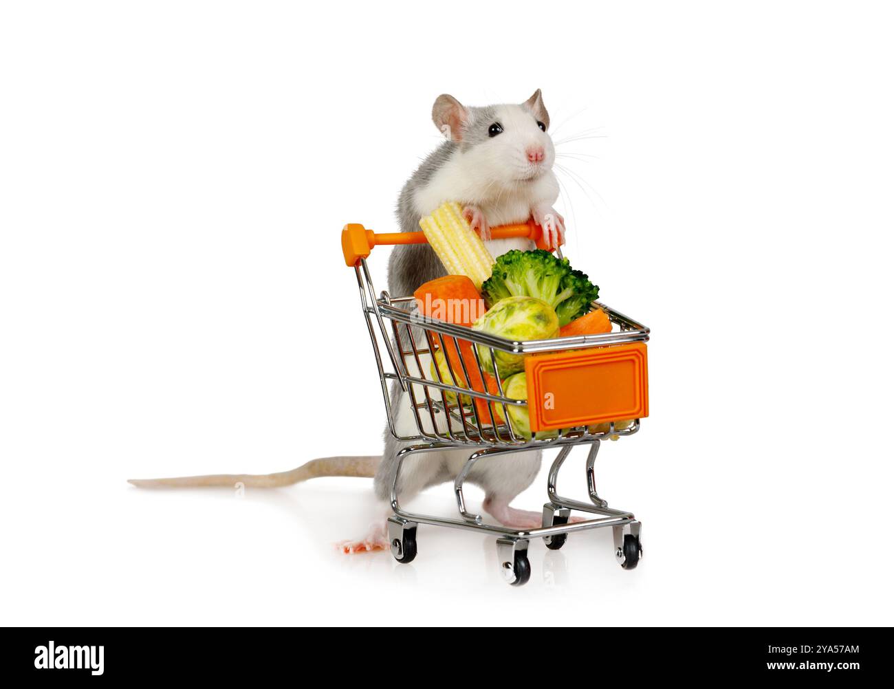 Un piccolo topo grigio porta un carrello pieno di verdure fresche isolate su sfondo bianco Foto Stock