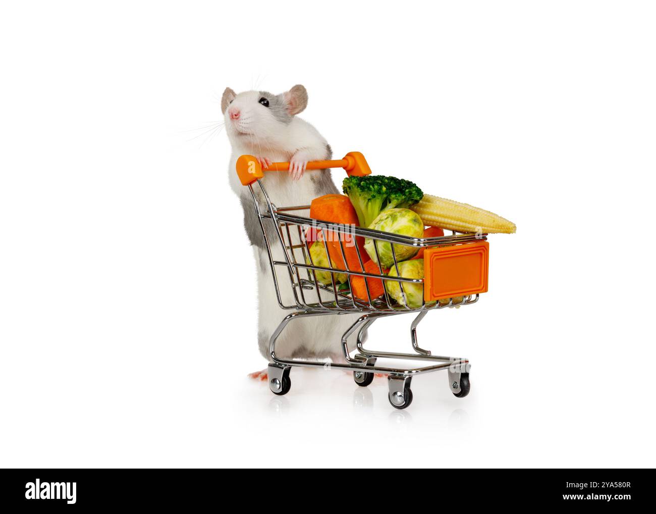 Un piccolo ratto divertente porta un carrello pieno di verdure fresche isolate su sfondo bianco Foto Stock