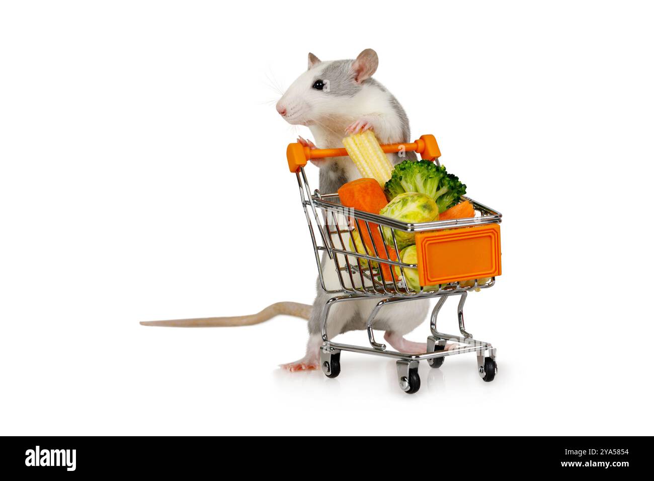 Divertente topo grigio trasporta un carrello pieno di verdure fresche isolate su sfondo bianco Foto Stock