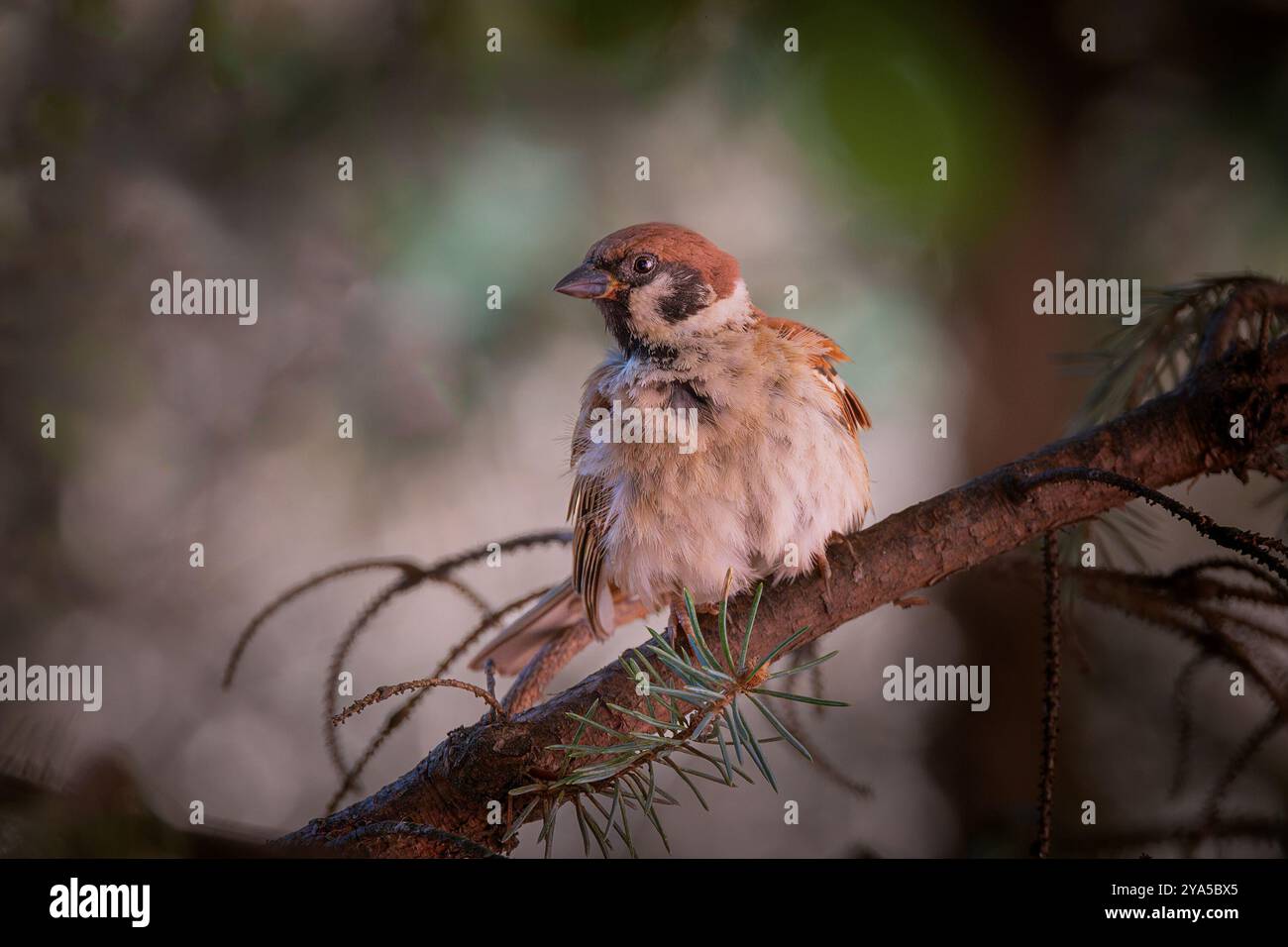 Un grazioso passero arroccato nel giardino su un abete rosso (Passer montanus) Foto Stock