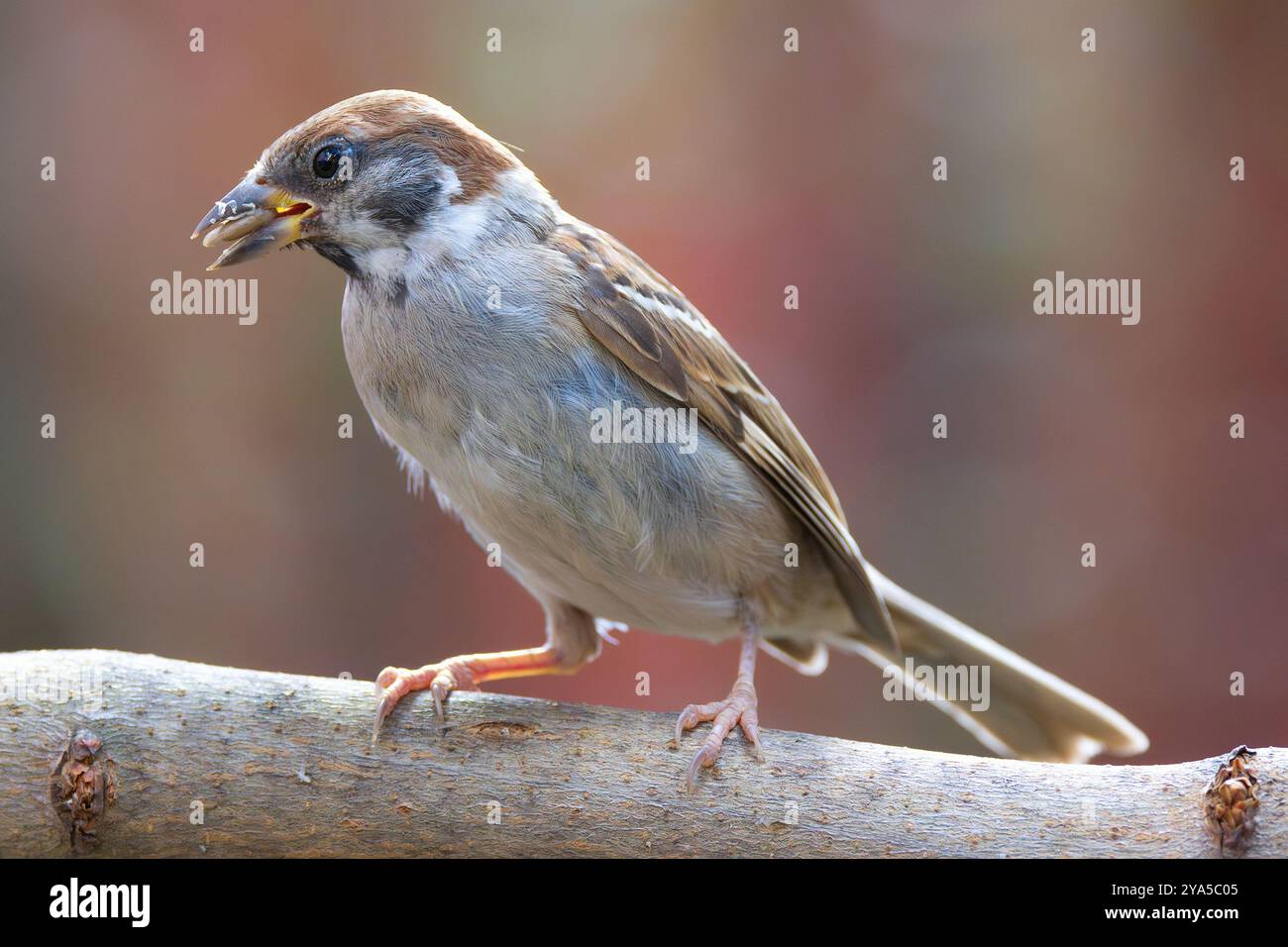 Passero maschile arroccato nel giardino, piccoli uccelli, fauna selvatica (Passer montanus) Foto Stock