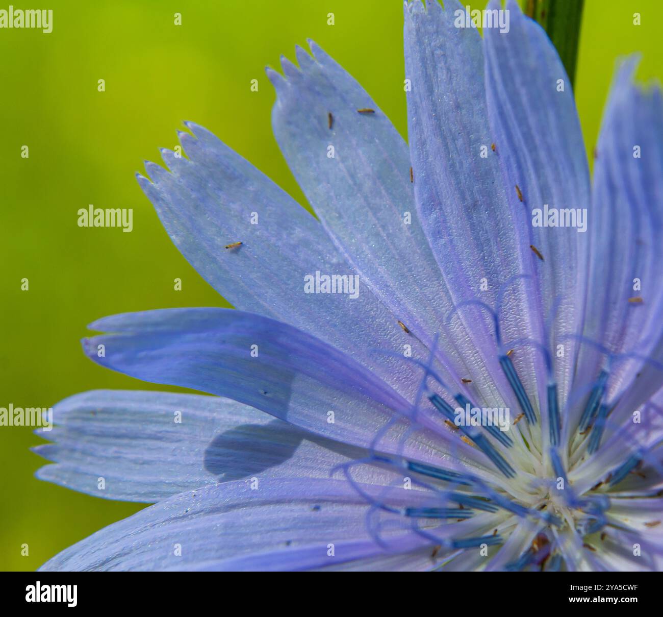 Bellissimi fiori di cicoria crescono sugli steli in natura. Campo di piante vegetali selvatiche. Sfondo naturale sfocato verde. Foto Stock