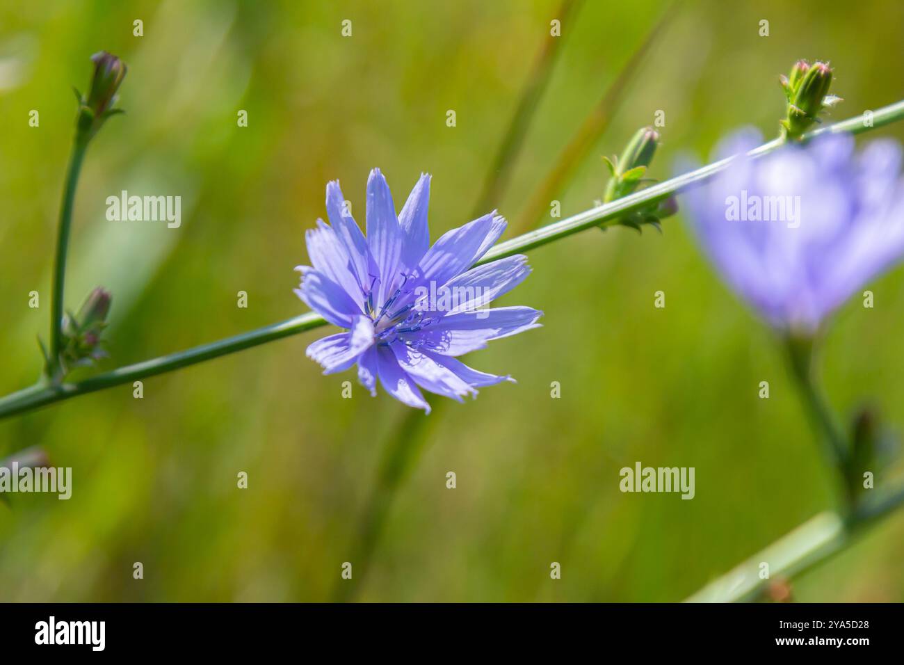 Bellissimi fiori di cicoria crescono sugli steli in natura. Campo di piante vegetali selvatiche. Sfondo naturale sfocato verde. Foto Stock