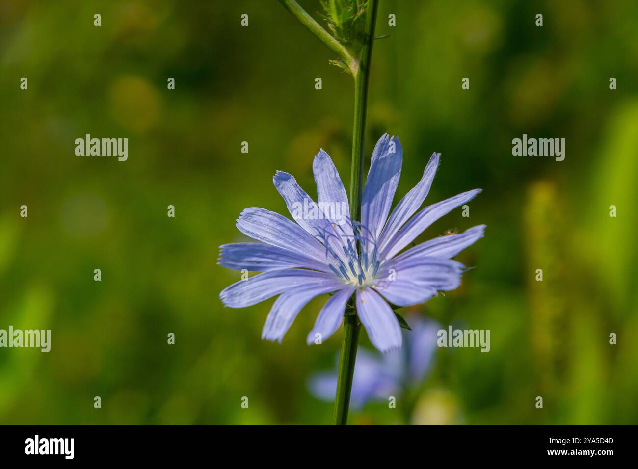 Bellissimi fiori di cicoria crescono sugli steli in natura. Campo di piante vegetali selvatiche. Sfondo naturale sfocato verde. Foto Stock