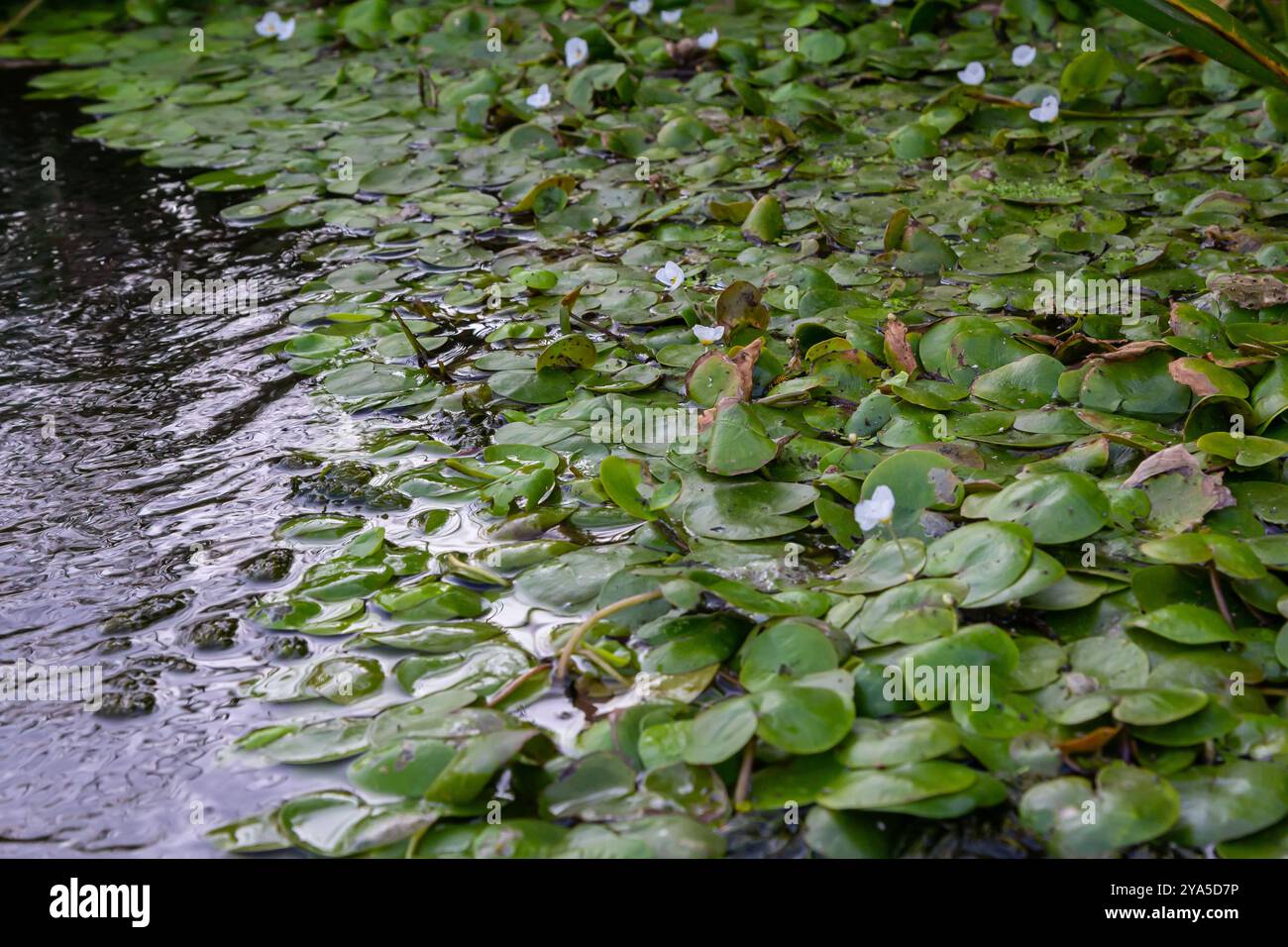 Il genere Hydrocharis morsus-ranae, è una pianta fiorente appartenente alla famiglia delle Hydrocharitaceae. E' un piccolo piano galleggiante Foto Stock