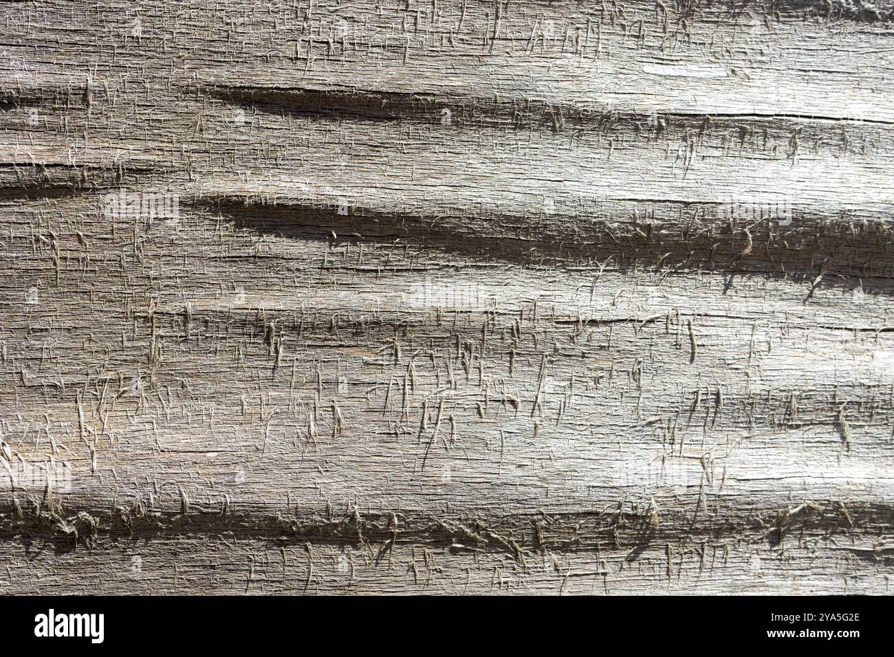 La consistenza di una vecchia superficie in legno intemprata. Foto Stock