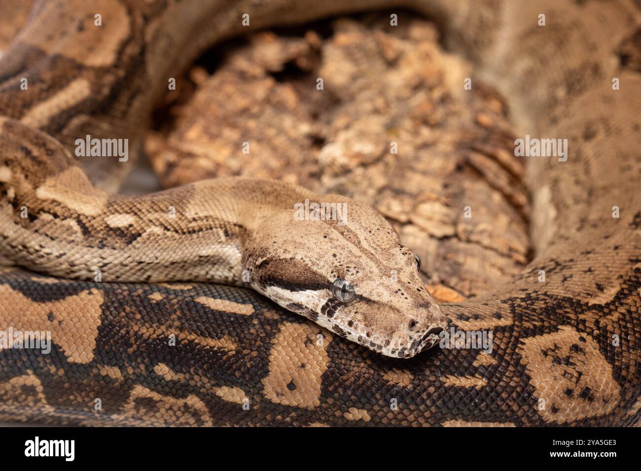 Boa Constrictor Snake - foto di scorta di animali selvatici di alta qualità Foto Stock
