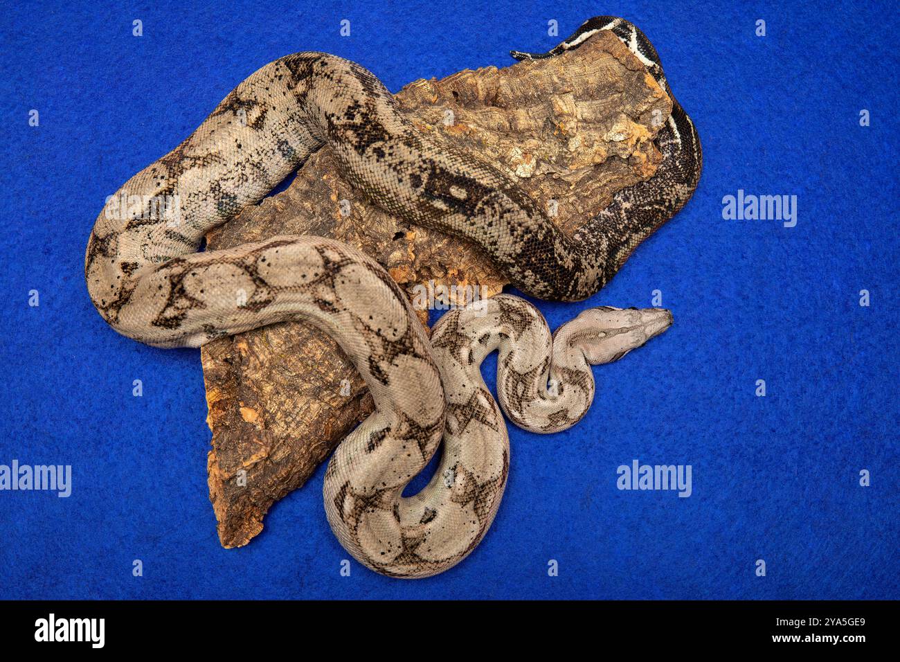 Boa Constrictor Snake su sfondo blu - animali esotici Foto Stock