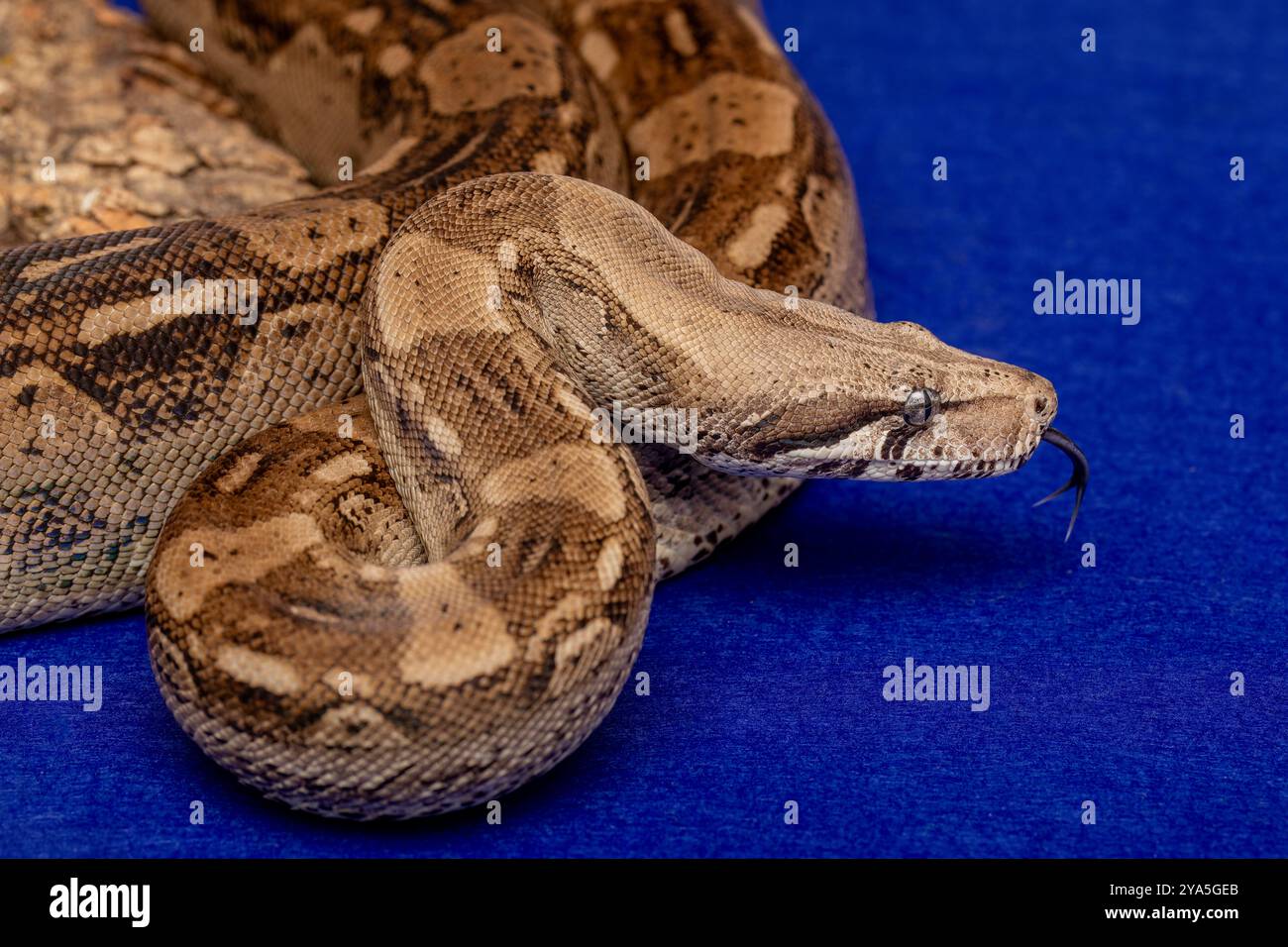 Boa Constrictor Snake su sfondo blu - animali esotici Foto Stock