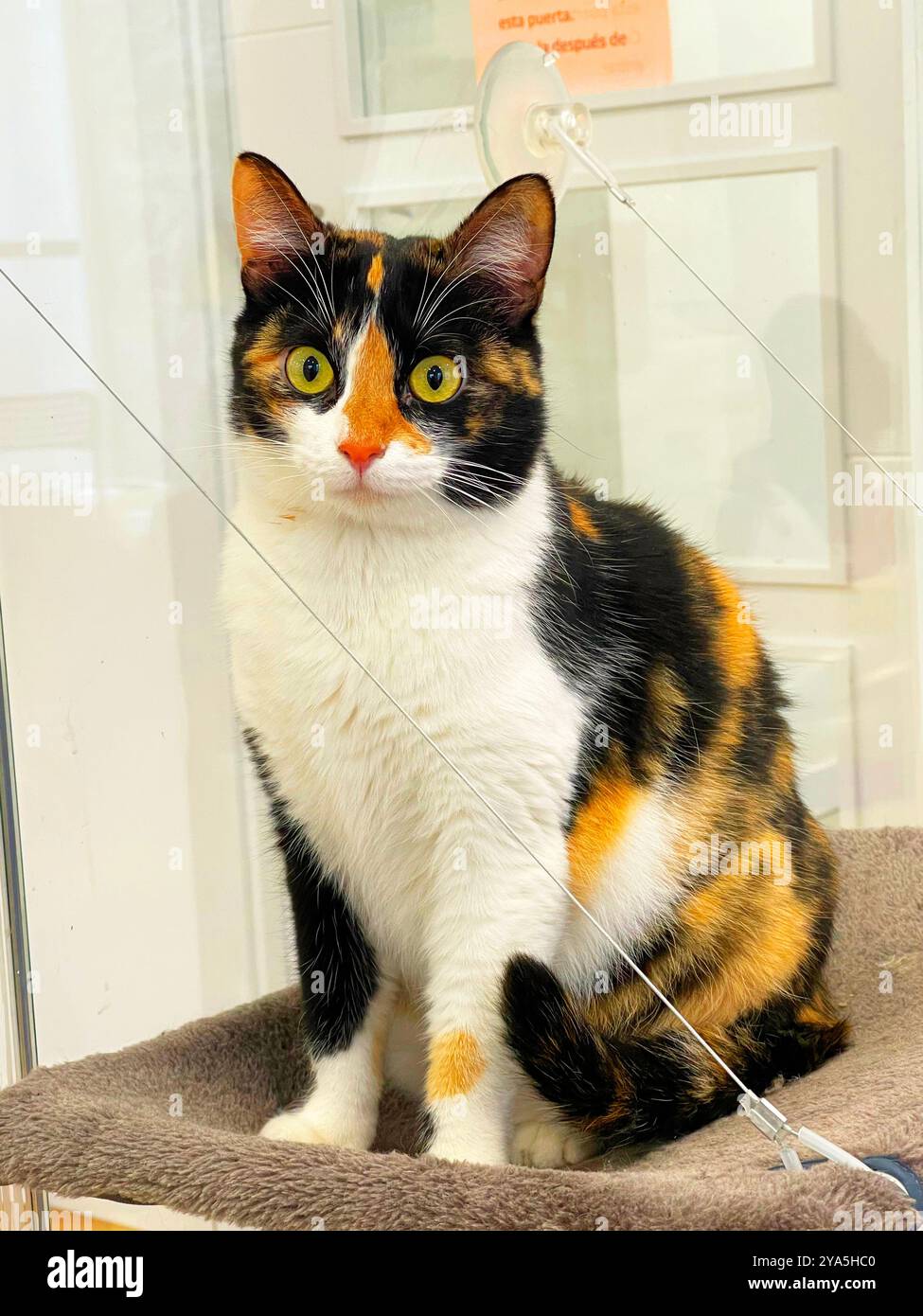 Gatto in tre colori. Foto Stock