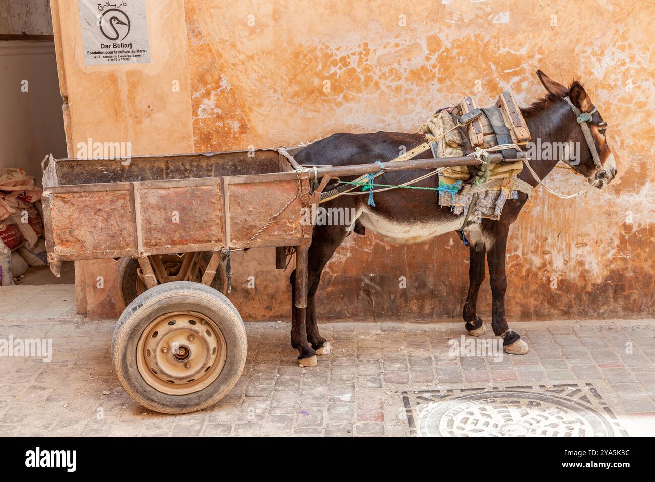Un asino imbrigliato su un carro attende pazientemente in un vicolo nella medina di Marrakech Foto Stock