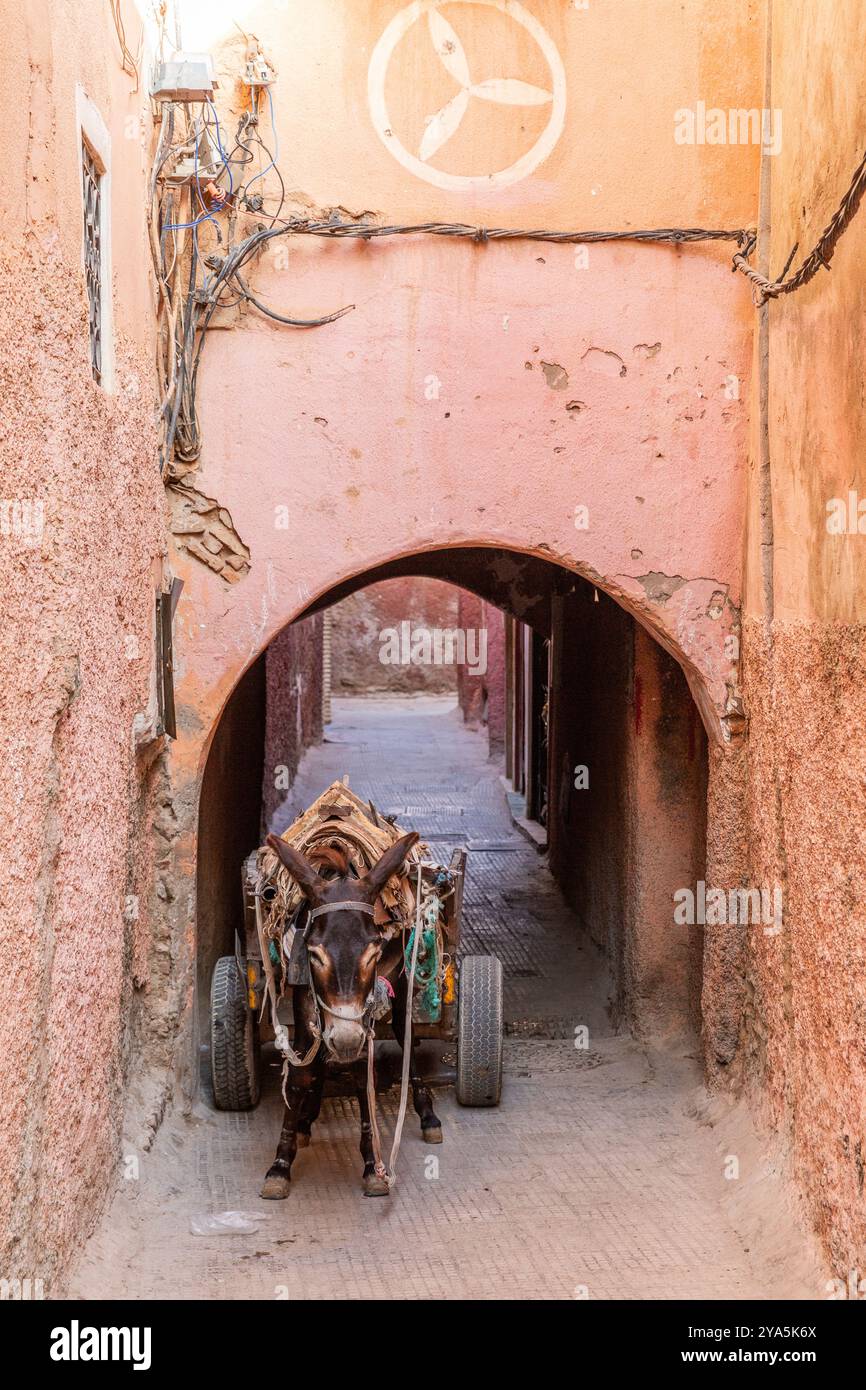 Un asino imbrigliato aspetta in un passaggio a volta nella medina di Marrakech Foto Stock