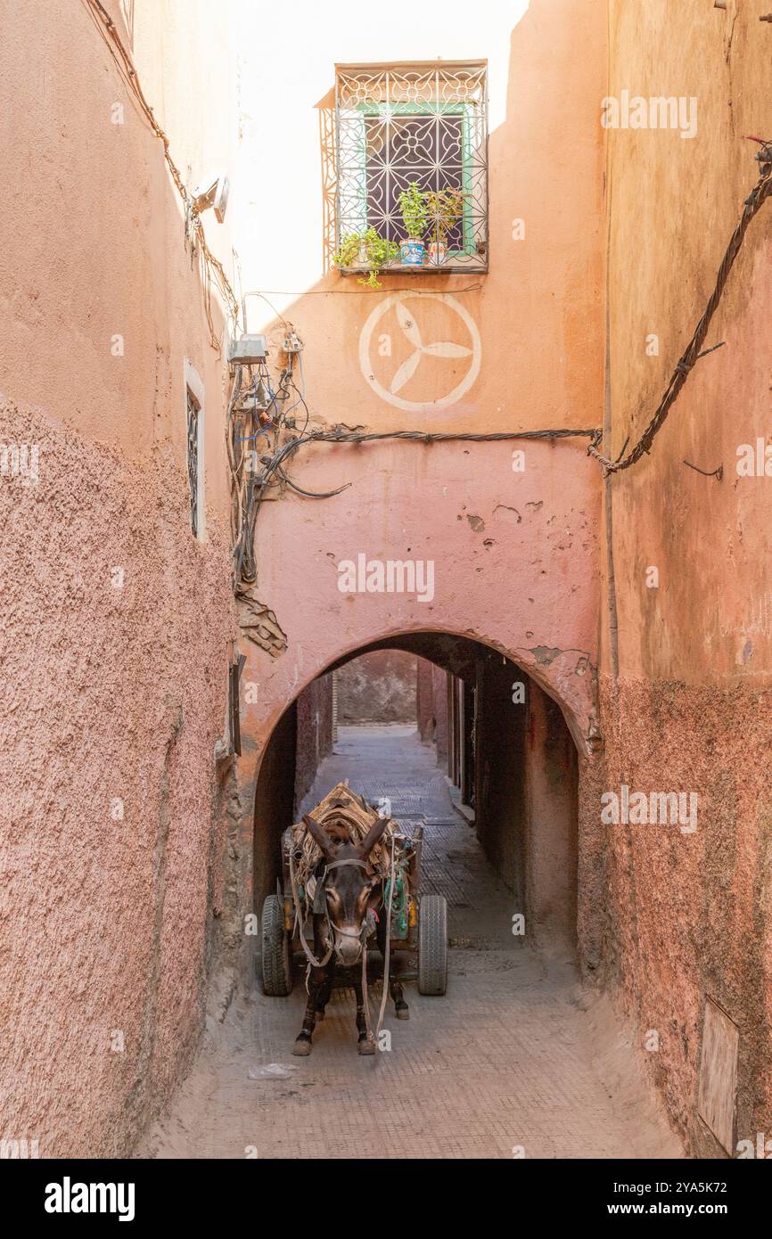 Un asino imbrigliato aspetta in un passaggio a volta nella medina di Marrakech Foto Stock