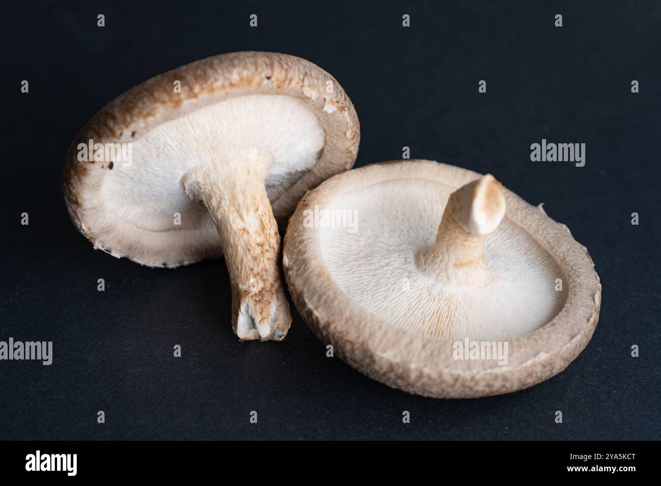 Funghi Shiitake freschi. Coltivare funghi Shiitake. Primi piani di ingredienti asiatici. Commestibile alimentare vegetariano Eco Food Bio. Blocchi polvere sega per mu. Culinario Foto Stock