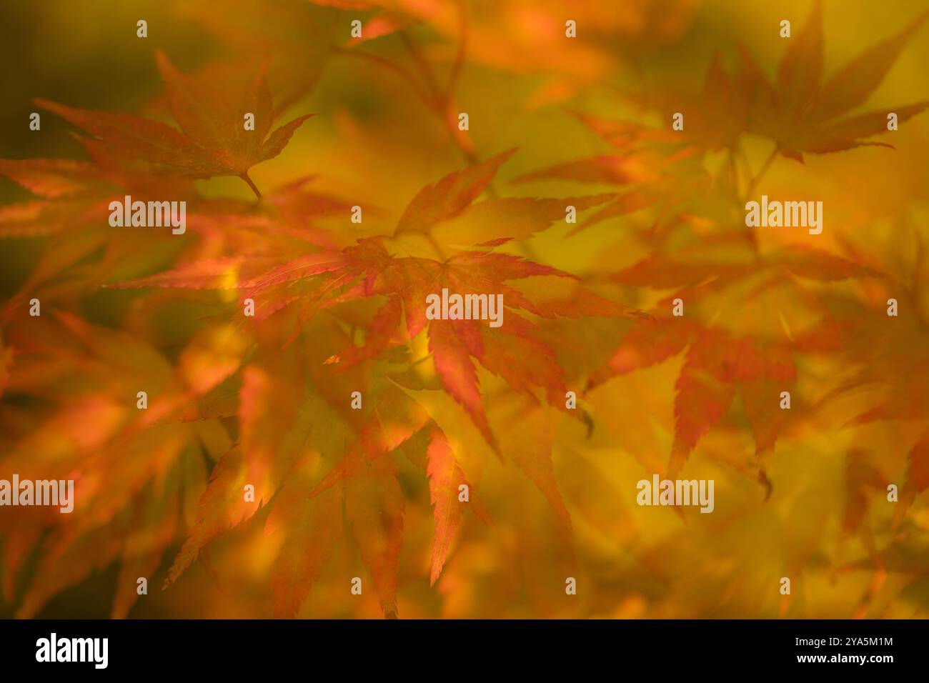 Bayern, Deutschland 08. Oktober 2024: IM Bild: Bunt leuchtende Ahornblätter, die Farben des Herbstes Bayern *** Bavaria, Germania 08 ottobre 2024 nella foto brillanti foglie d'acero, i colori dell'autunno Bavaria Copyright: XFotostandx/xFritschx Foto Stock