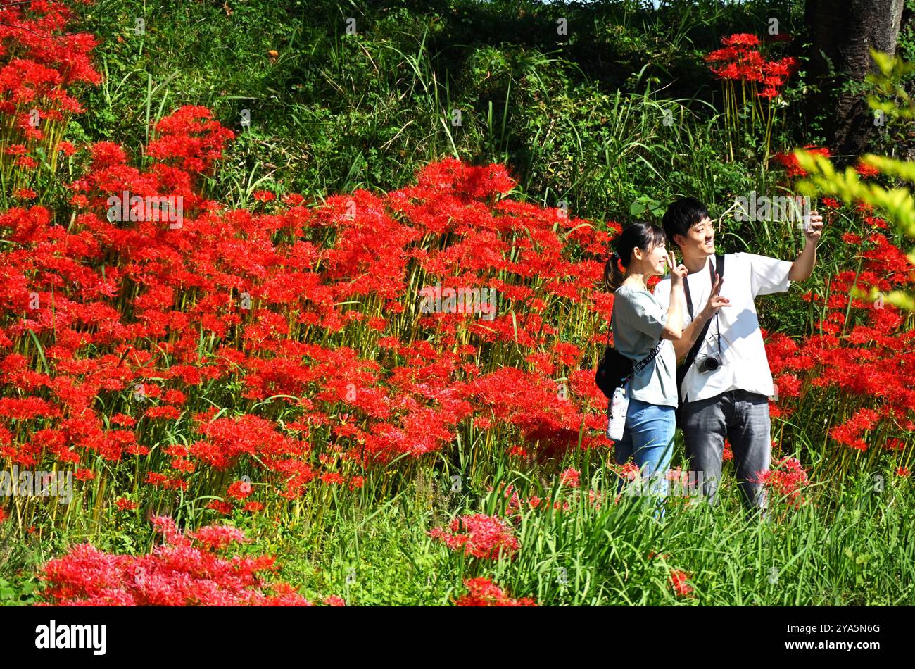 I turisti visitano i fiori di Equinox in piena fioritura nella prefettura di Gifu, Giappone, 12 ottobre 2024. Foto Stock