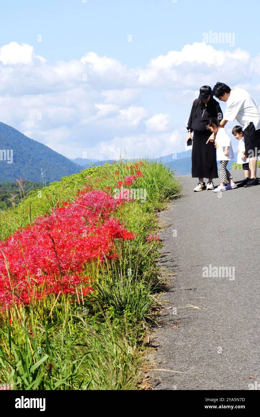 I turisti visitano i fiori di Equinox in piena fioritura nella prefettura di Gifu, Giappone, 12 ottobre 2024. Foto Stock