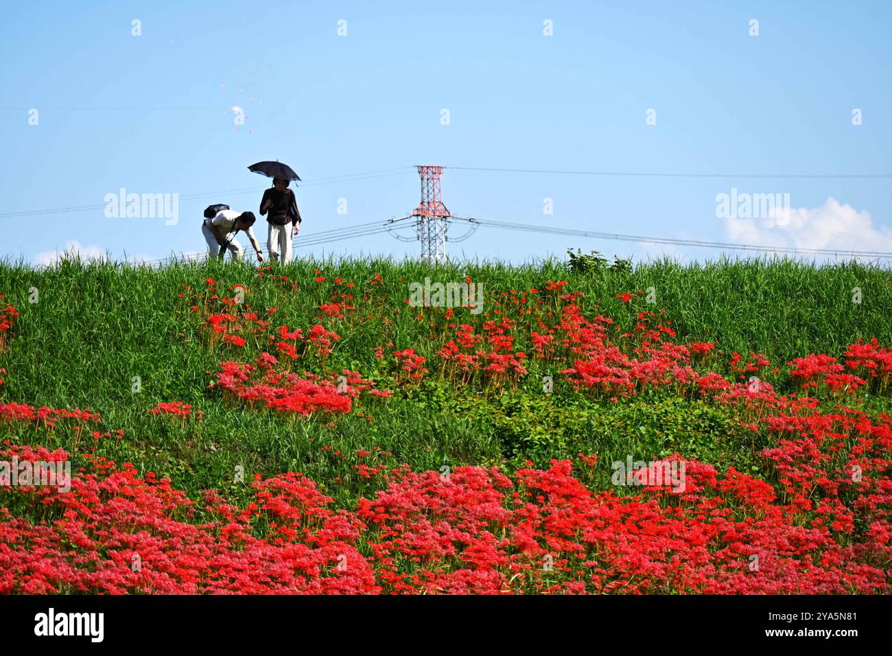 I turisti visitano i fiori di Equinox in piena fioritura nella prefettura di Gifu, Giappone, 12 ottobre 2024. Foto Stock