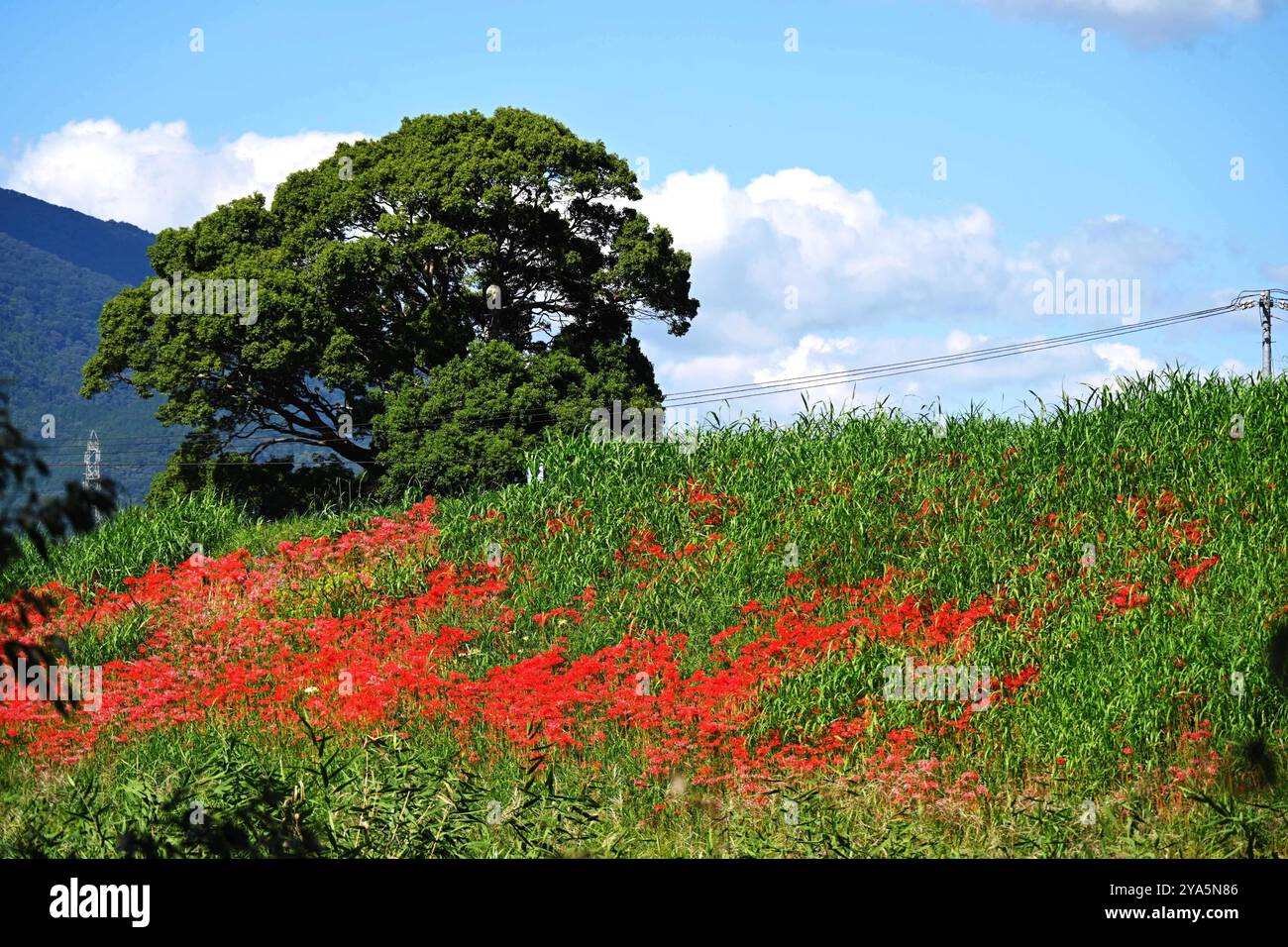 I turisti visitano i fiori di Equinox in piena fioritura nella prefettura di Gifu, Giappone, 12 ottobre 2024. Foto Stock