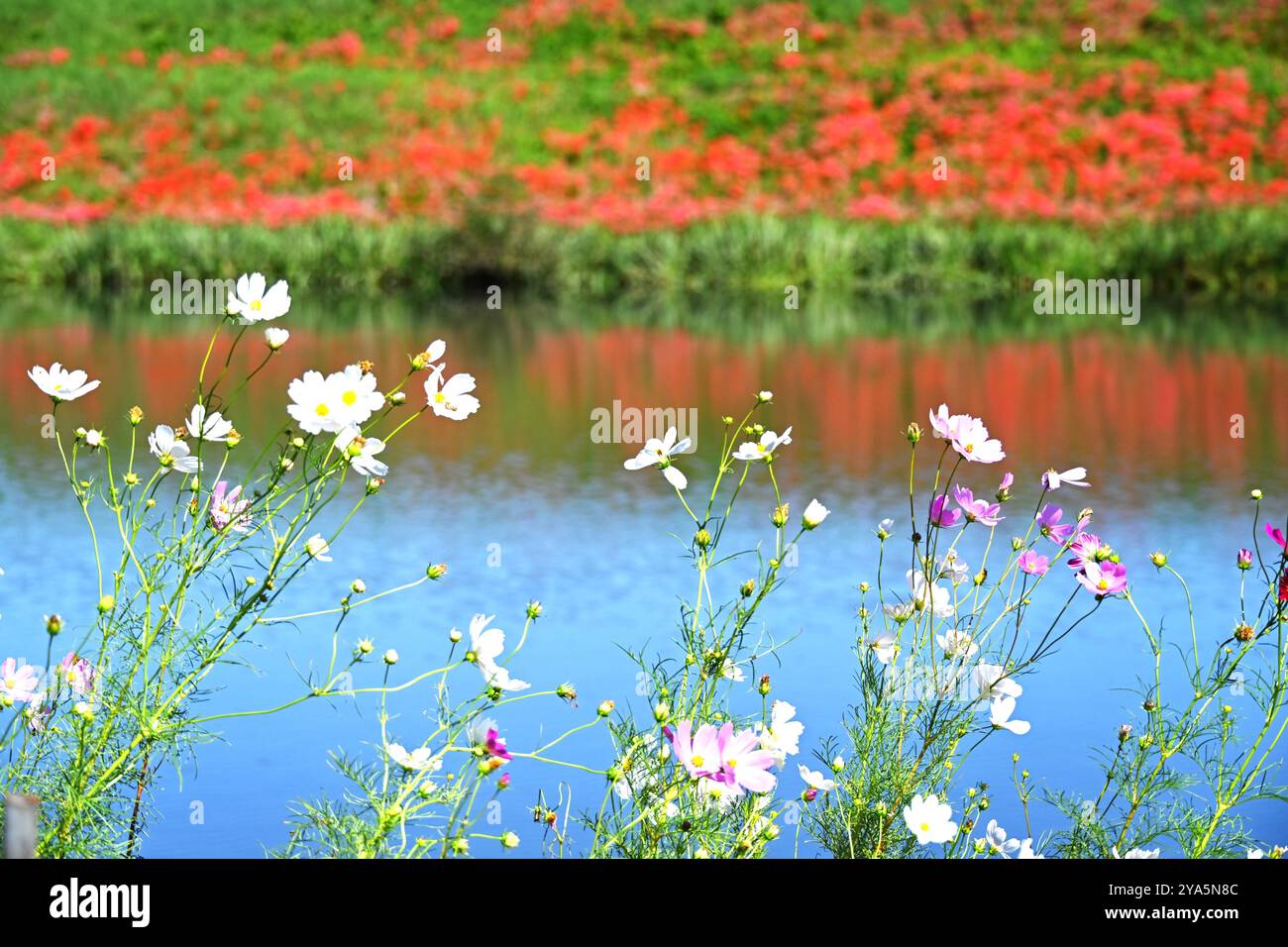 I turisti visitano i fiori di Equinox in piena fioritura nella prefettura di Gifu, Giappone, 12 ottobre 2024. Foto Stock