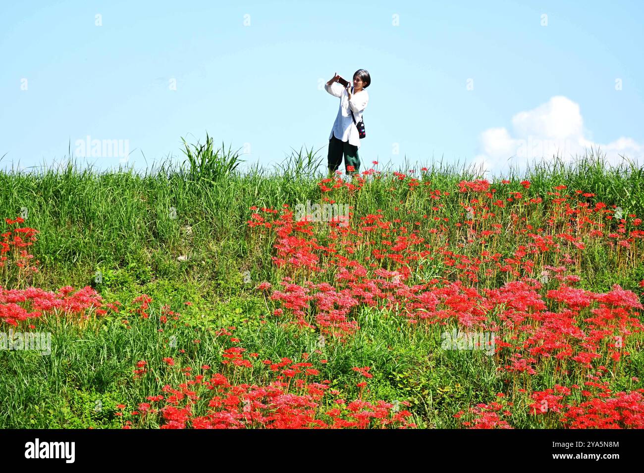 I turisti visitano i fiori di Equinox in piena fioritura nella prefettura di Gifu, Giappone, 12 ottobre 2024. Foto Stock