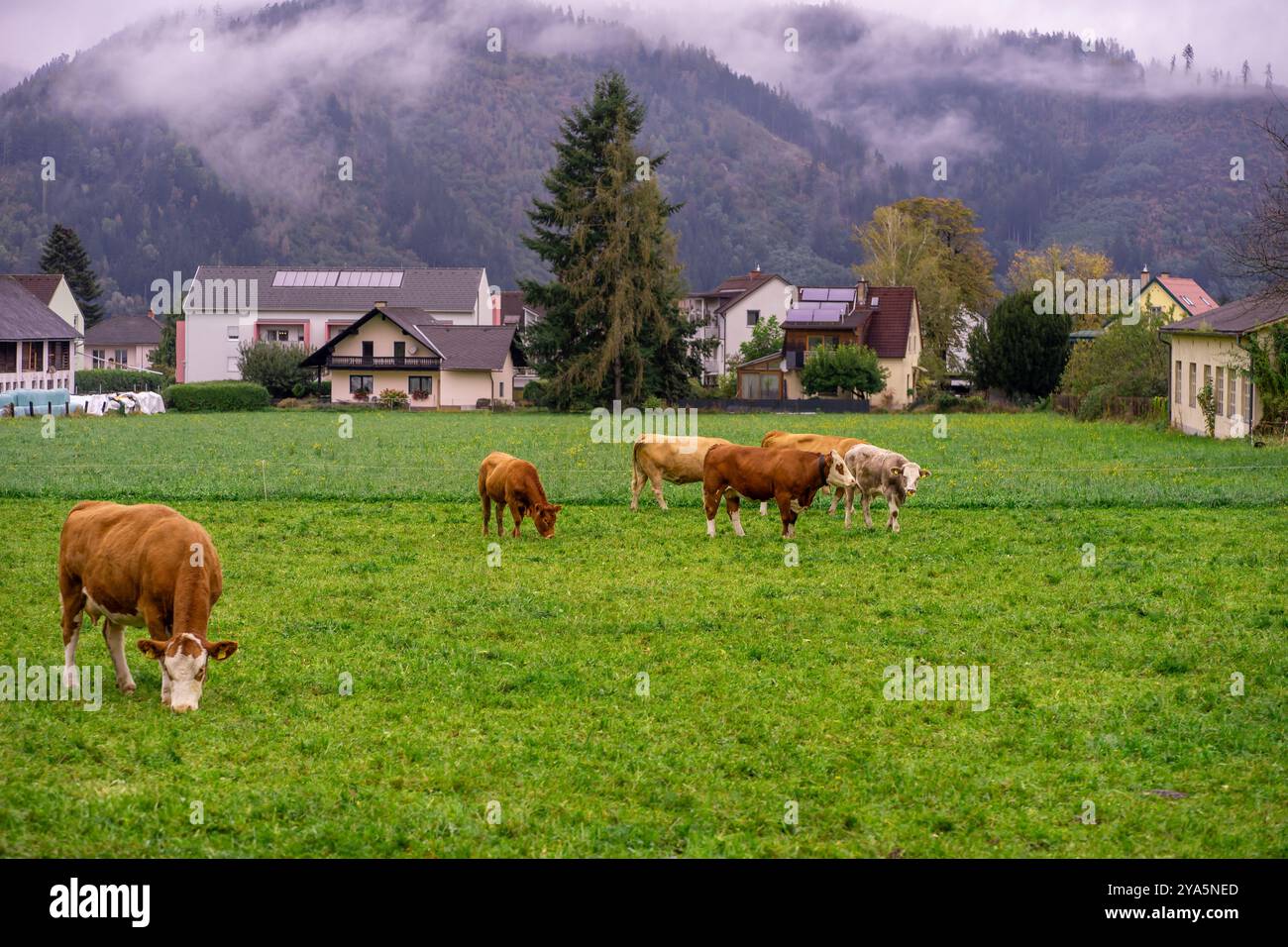 Mucche al pascolo su un prato alpino tra le montagne. Foto Stock
