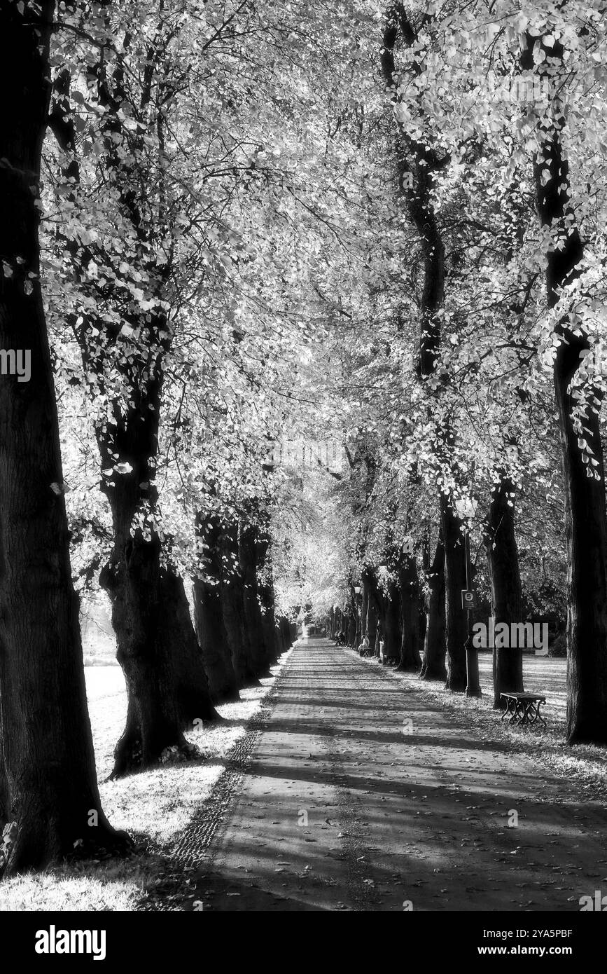 Intorno al Regno Unito - immagine in bianco e nero di un viale di alberi sulle rive del fiume Ribble a Preston, Lancashire, Regno Unito Foto Stock