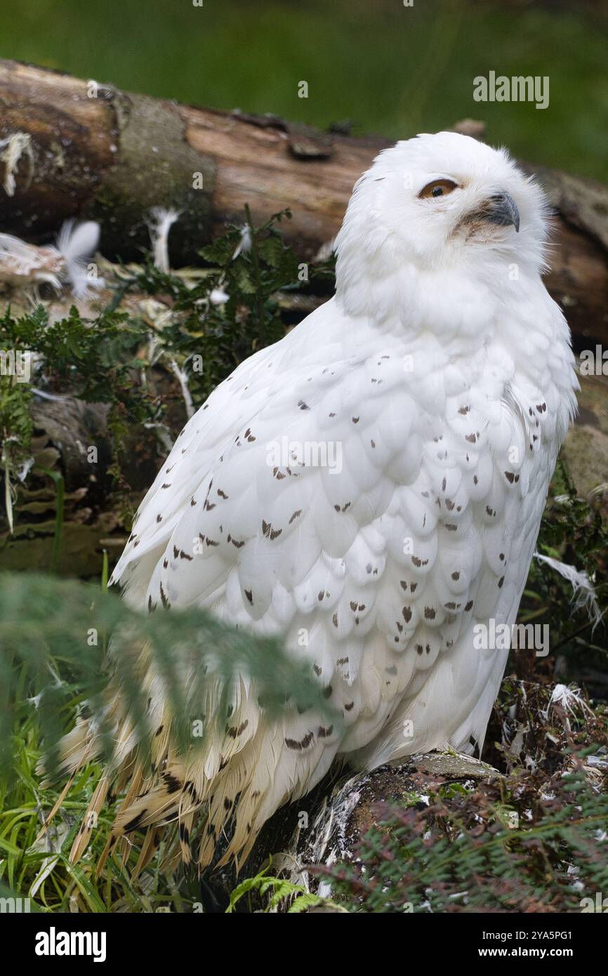 Schneeeule, Schneeule, Vogel, Bird, Bubo scandiacus, Nyctea scandiaca, Strigidae, Eule, gufo, gufo di neve, animale, Foto Stock