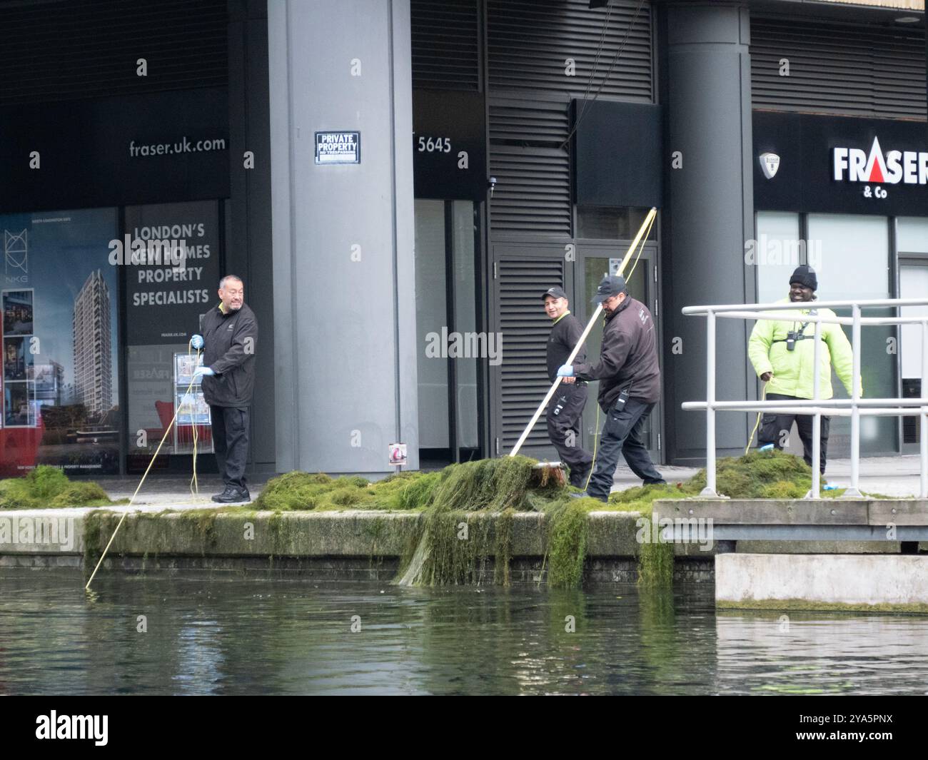 Pulizia delle erbacce da Paddington Basin, Londra Regno Unito Foto Stock
