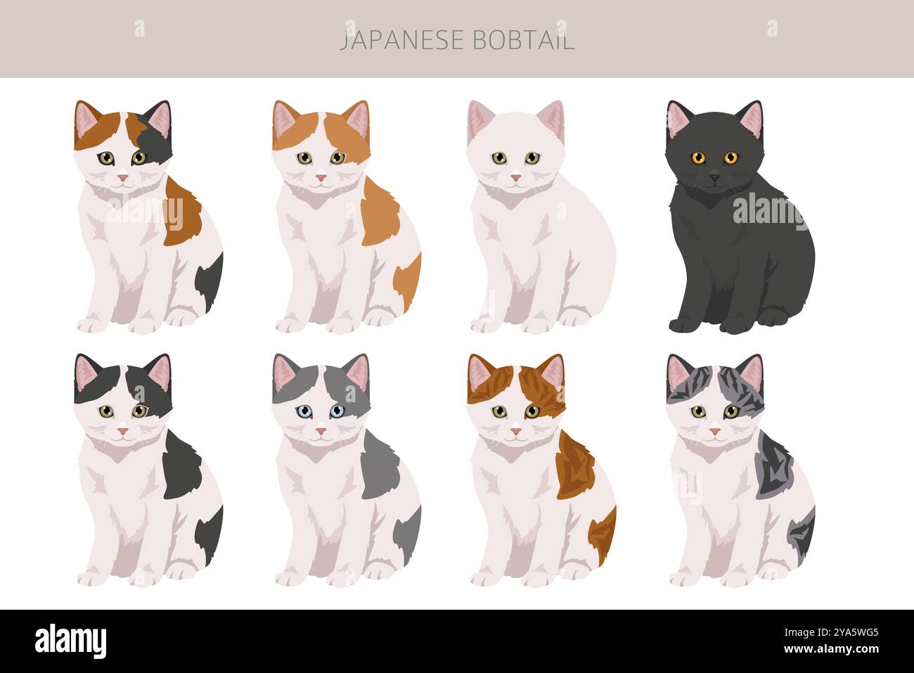 Clipart gatto del Bob giapponese. Infografica sulle caratteristiche di tutte le razze di gatto. Illustrazione vettoriale Illustrazione Vettoriale