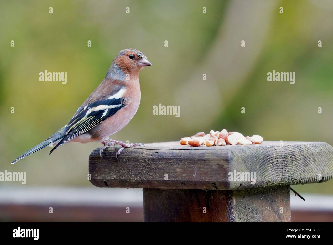 Chaffinch che mangia arachidi sul recinto Foto Stock