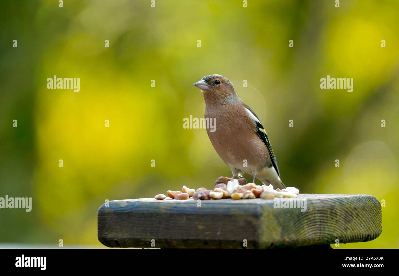 Chaffinch che mangia arachidi sul recinto Foto Stock