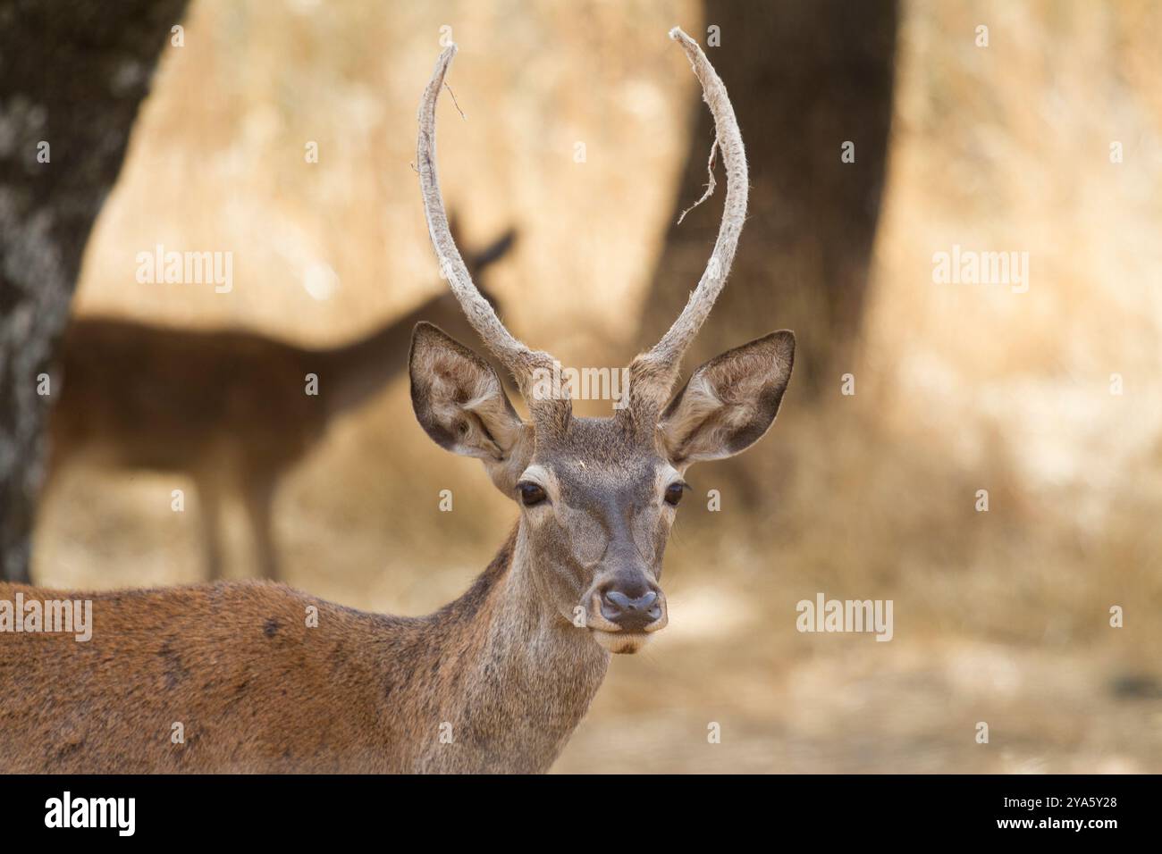 Cervi nel Parco naturale della Sierra de Andujar, Jaen, Andalusia, Spagna Foto Stock